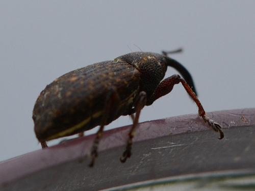 Notaris sp.